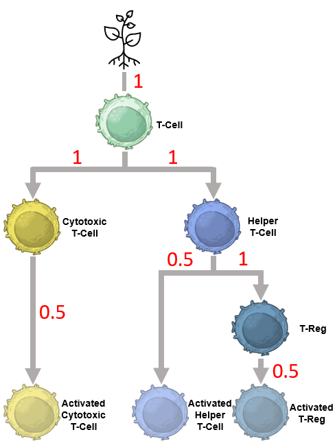 Immune differentiation paths