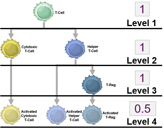 Multi-level immune differentiation paths